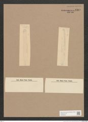 Navicula sp. (de-Toni-Nr.: Genus 1) Zeichnungen Sammlung Grunow Nr. 1389 (NHMW-BOT-W0368352)